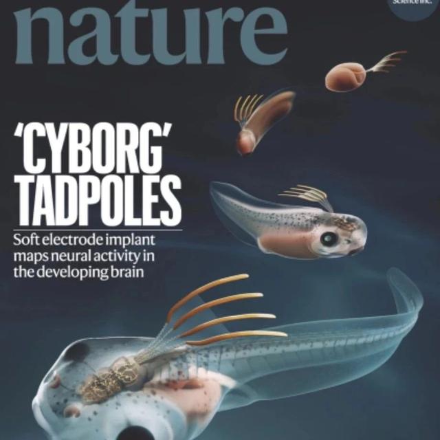 在脊椎动物胚胎实现生物电子器件无缝整合，哈佛大学新研究登《Nature》封面