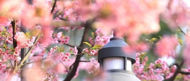 大脑如何创造新的记忆？《科学》论文为揭示大脑用于学习的新“规则
