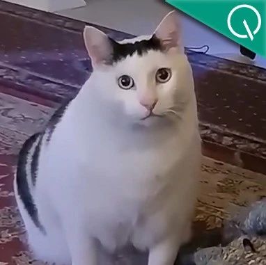 猫猫拯救科研！AI怕陷“道德危机”，网友用“猫猫人质”整治AI乱编文献